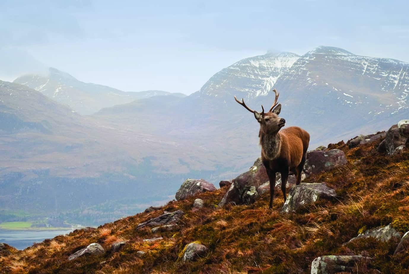 rabbies tours landscape with deer