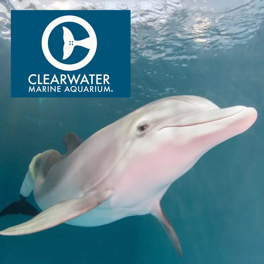 Delfinen Winter från Clearwater Marine Aquarium